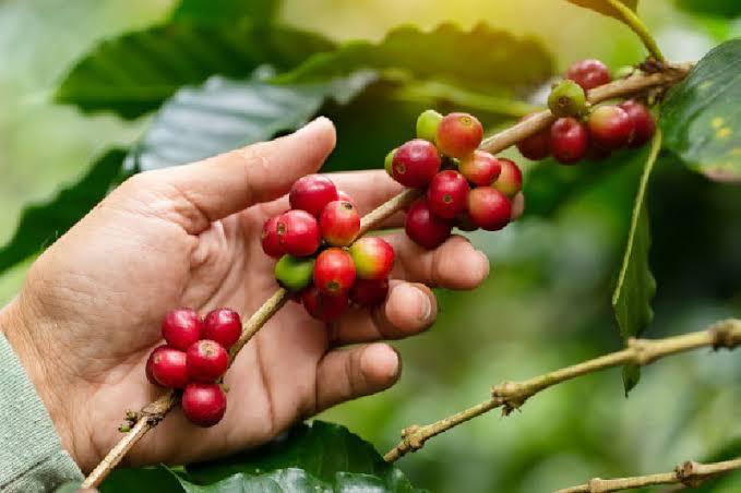 Nicaragua Harvest Coffee Tour on Mombacho volcano