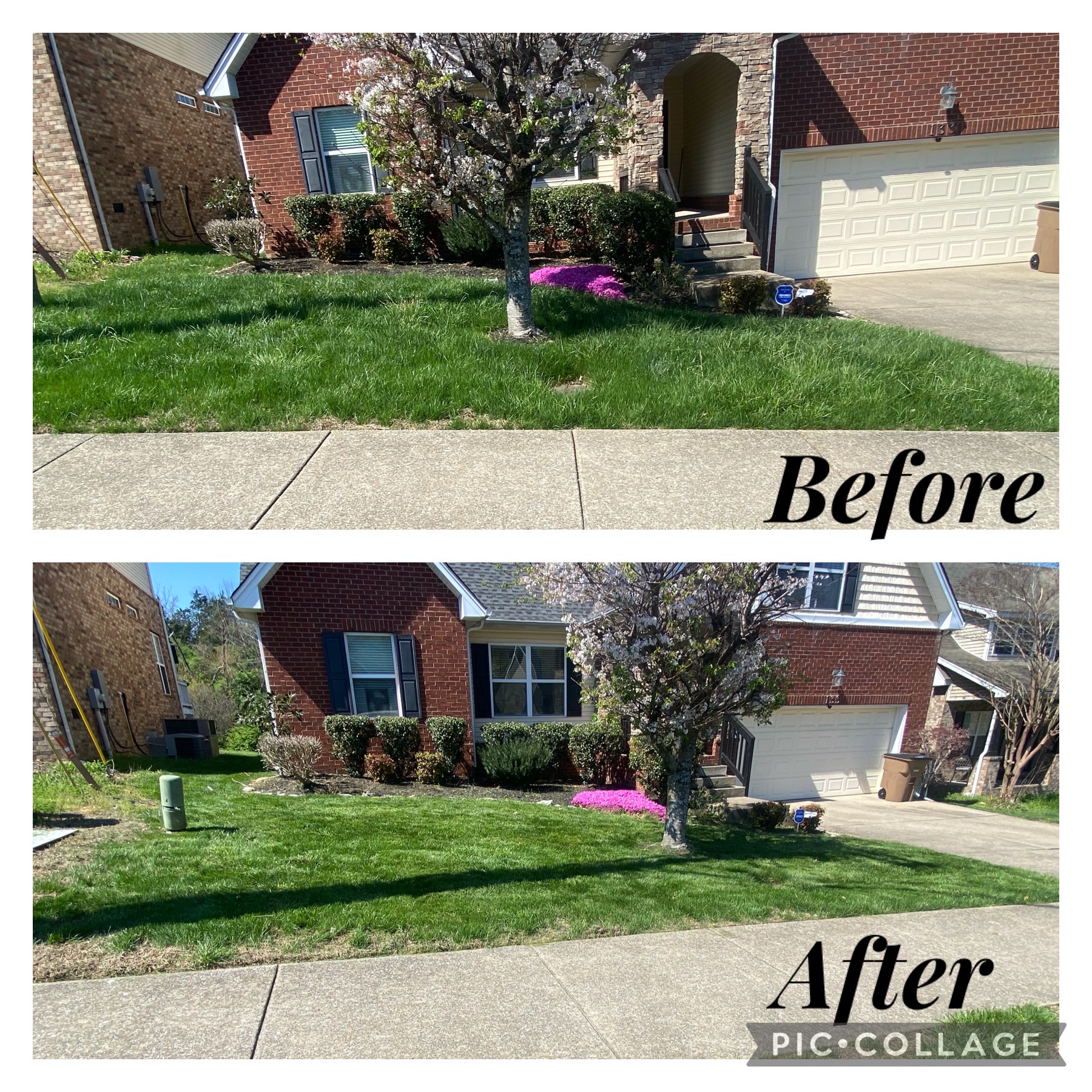 Tree & Shrub Care