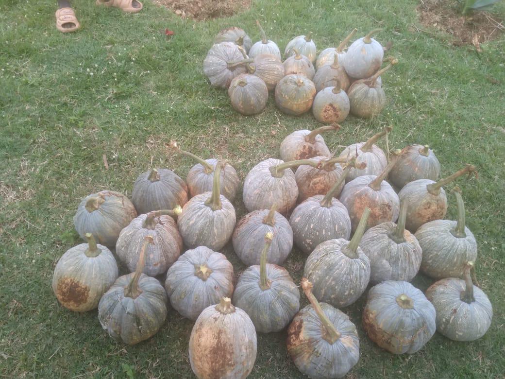 pumpkins 1.jpg