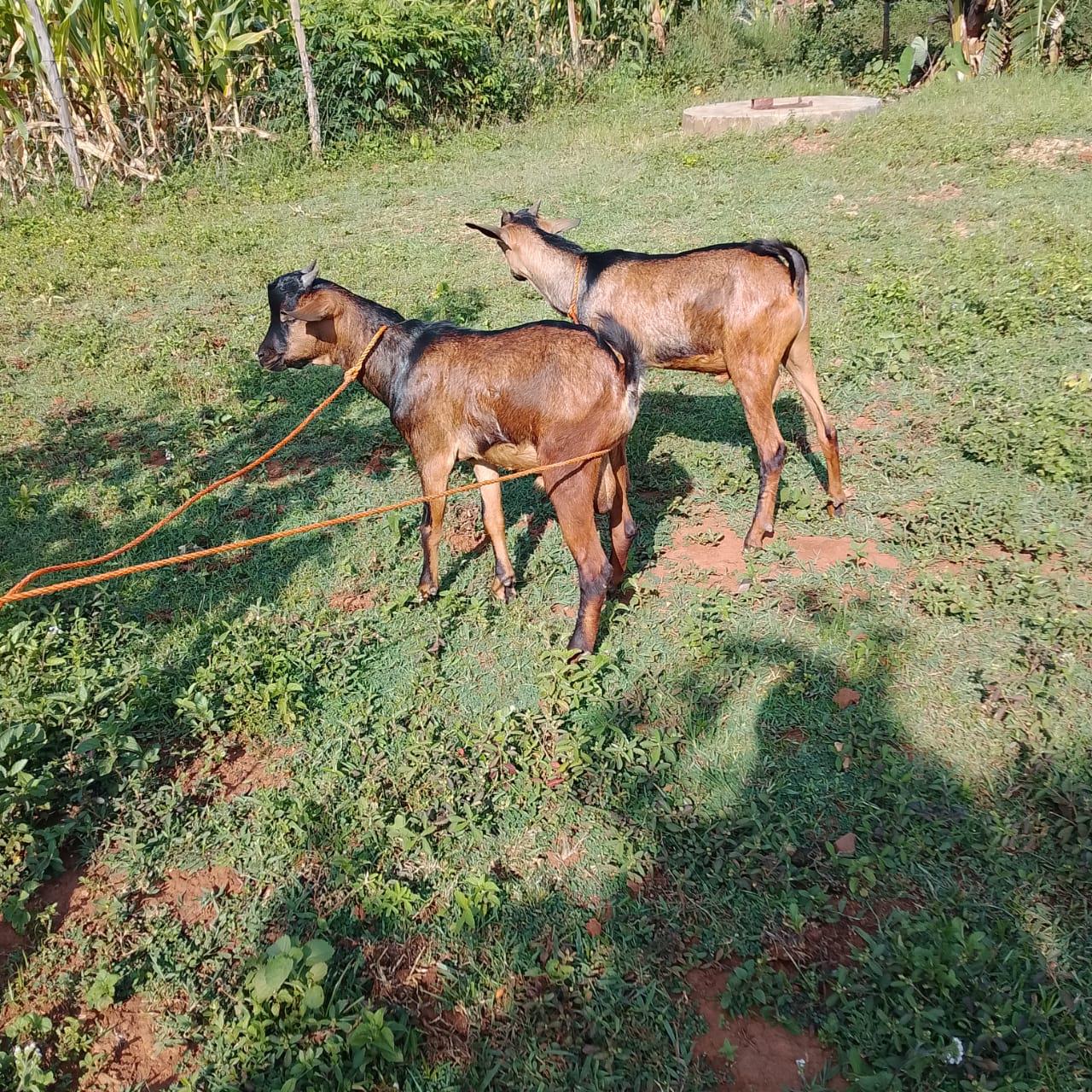 goats 2.jpg