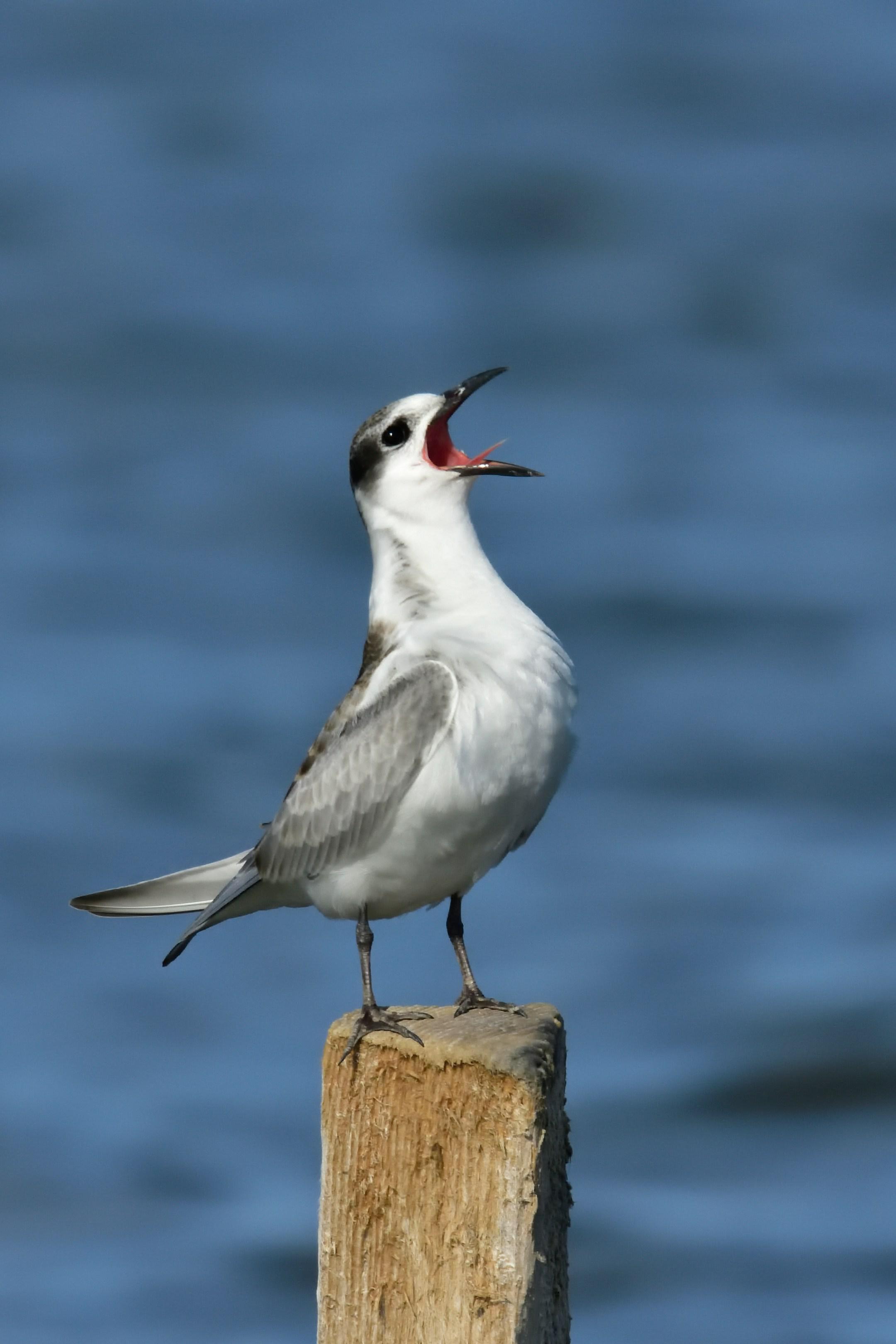 Common tern