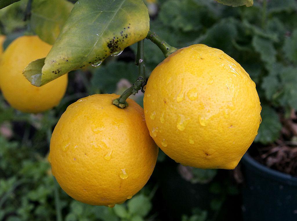 1024px-pair_of_lemons-cropped.jpg