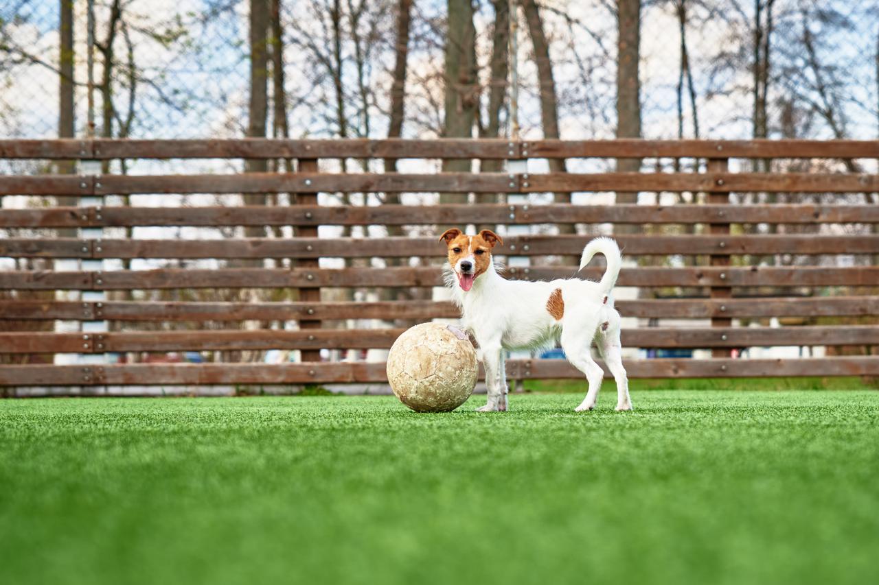 dog-play-football-on-the-field-2025-03-13-21-09-53-utc.jpg