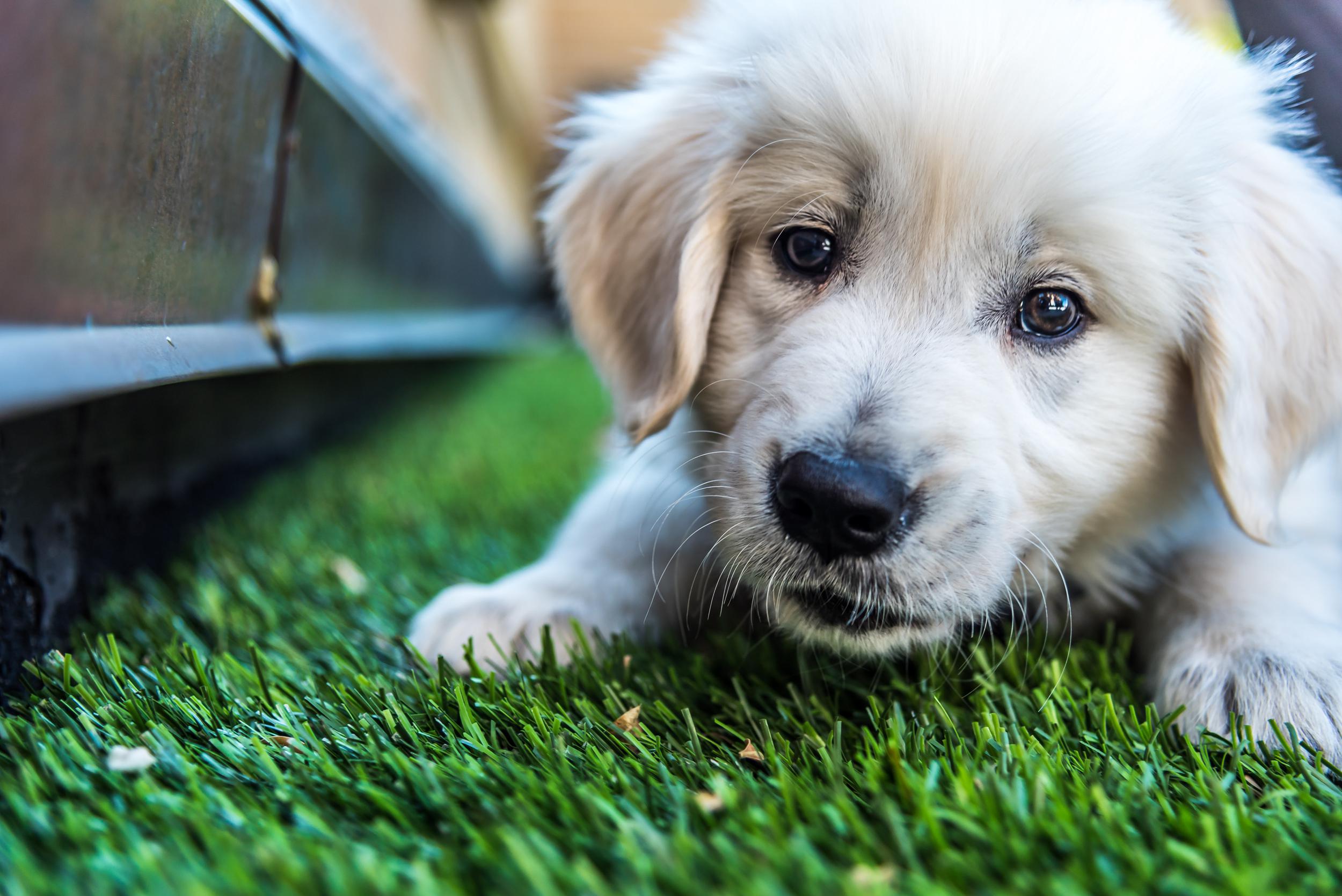 golden-retriever-puppy-2024-12-03-23-27-43-utc.jpg
