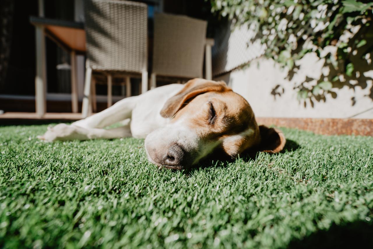 cute-beagle-on-lawn-in-yard-2025-06-20-12-21-26-utc (1).jpg