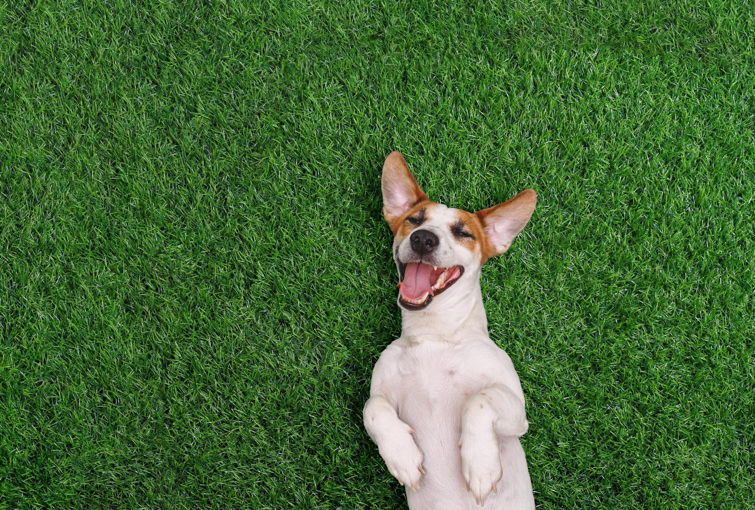 crazy-smiling-dog-lying-on-green-grass-2024-12-04-05-53-24-utc.jpg