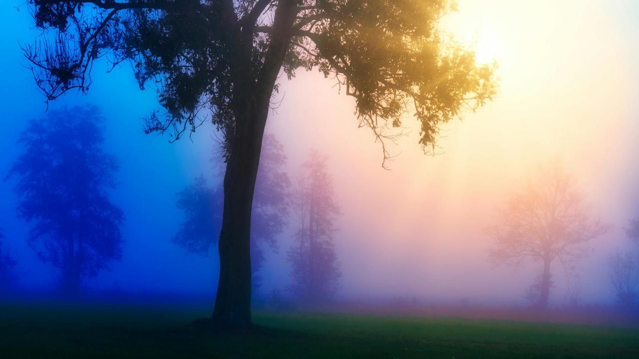 Enchanting sunrise casting colorful light through foggy trees, creating a mystical landscape.
