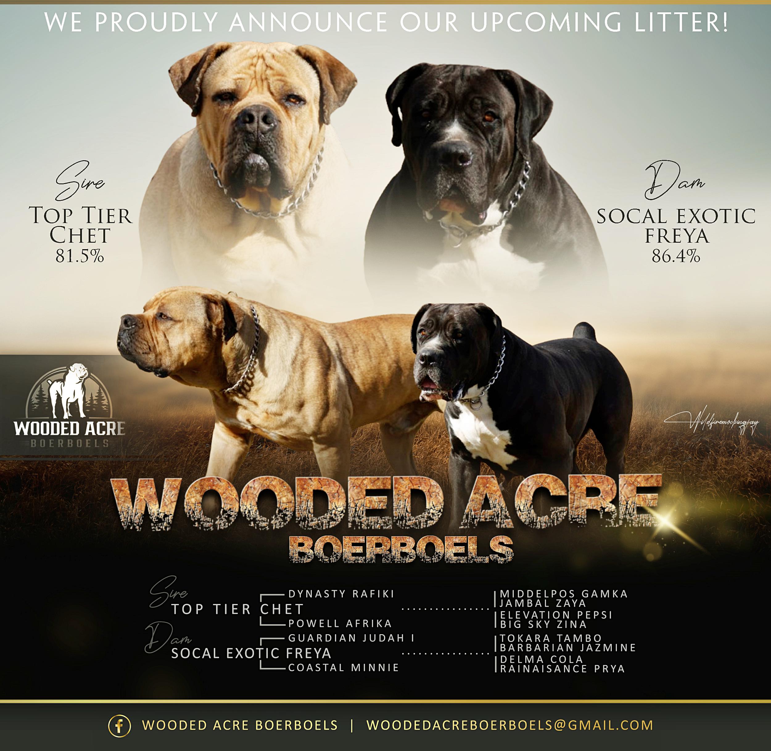 chet x freya litter announcement .jpg