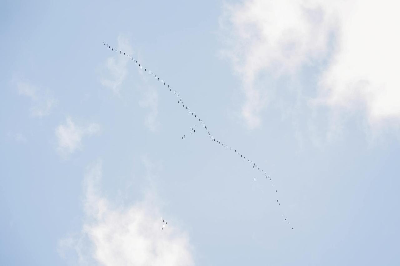 A flock of birds flies in a V formation across a clear blue sky with clouds.