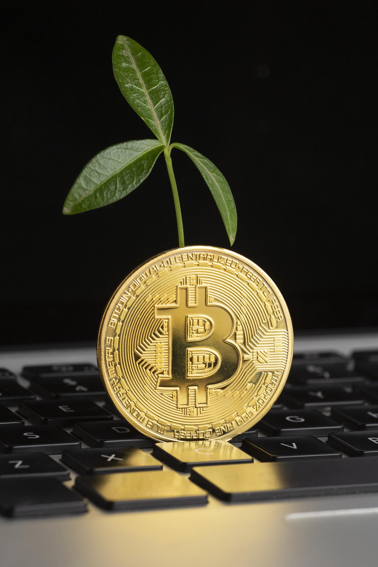 bitcoin-top-keyboard-with-plant.jpg