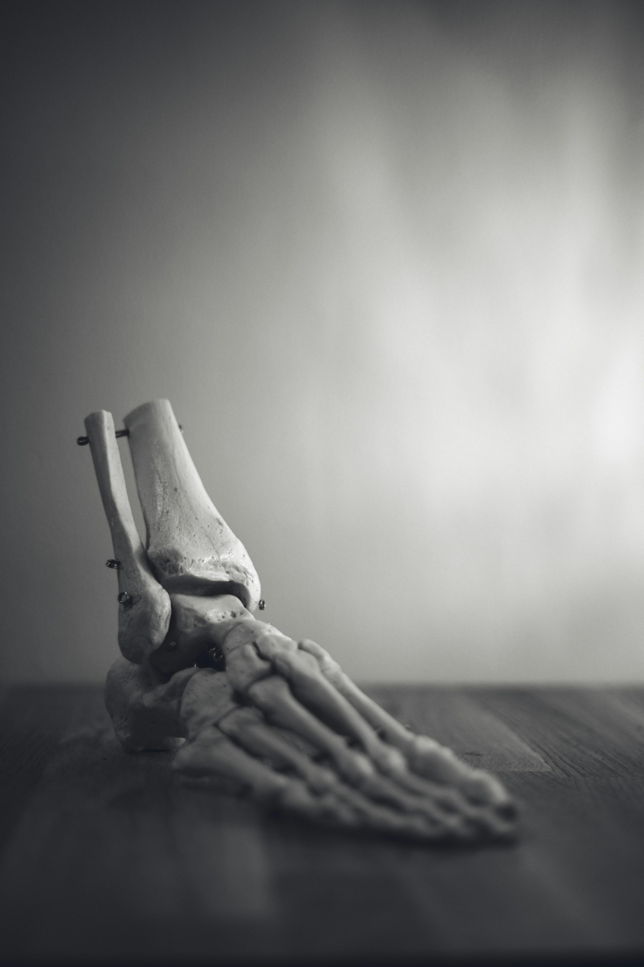 Closeup of skeleton foot model
