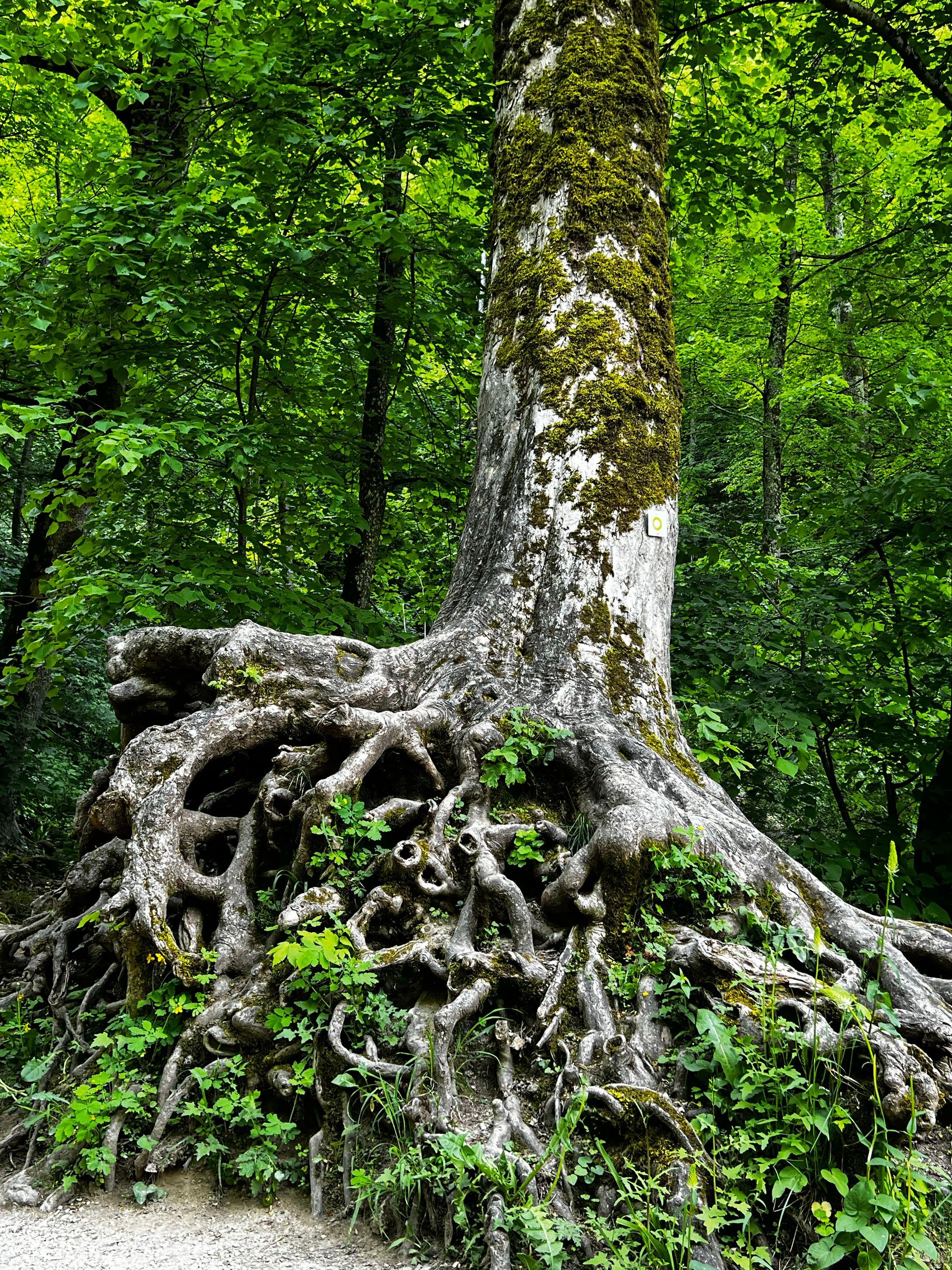 Stunning view of an ancient tree with intricate exposed roots surrounded by lush greenery.