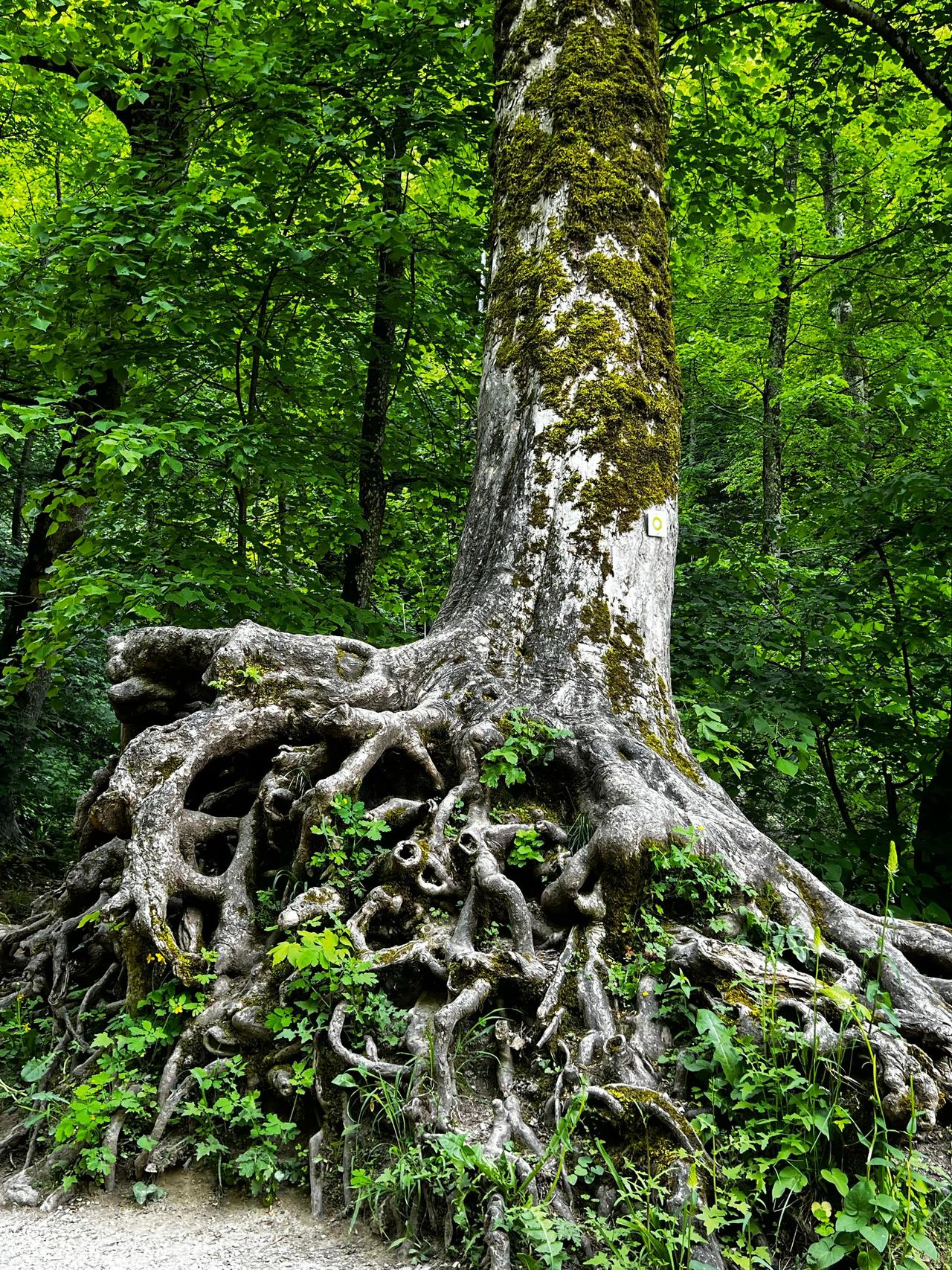 Stunning view of an ancient tree with intricate exposed roots surrounded by lush greenery.