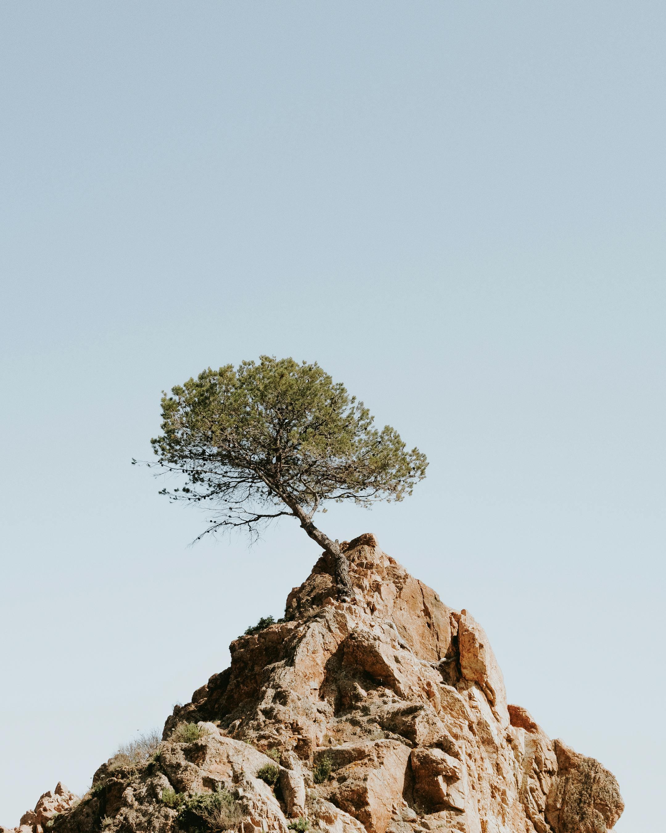 A solitary tree stands atop a rocky cliff, symbolizing resilience amidst rugged nature.