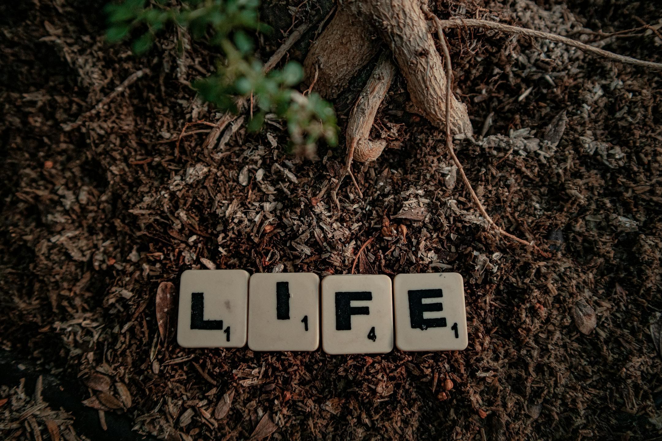 Scrabble tiles spelling 'life' placed on soil with tree roots visible, symbolizing growth and nature.
