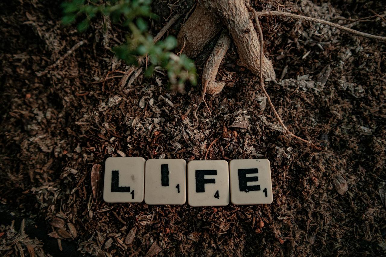 Scrabble tiles spelling 'life' placed on soil with tree roots visible, symbolizing growth and nature.