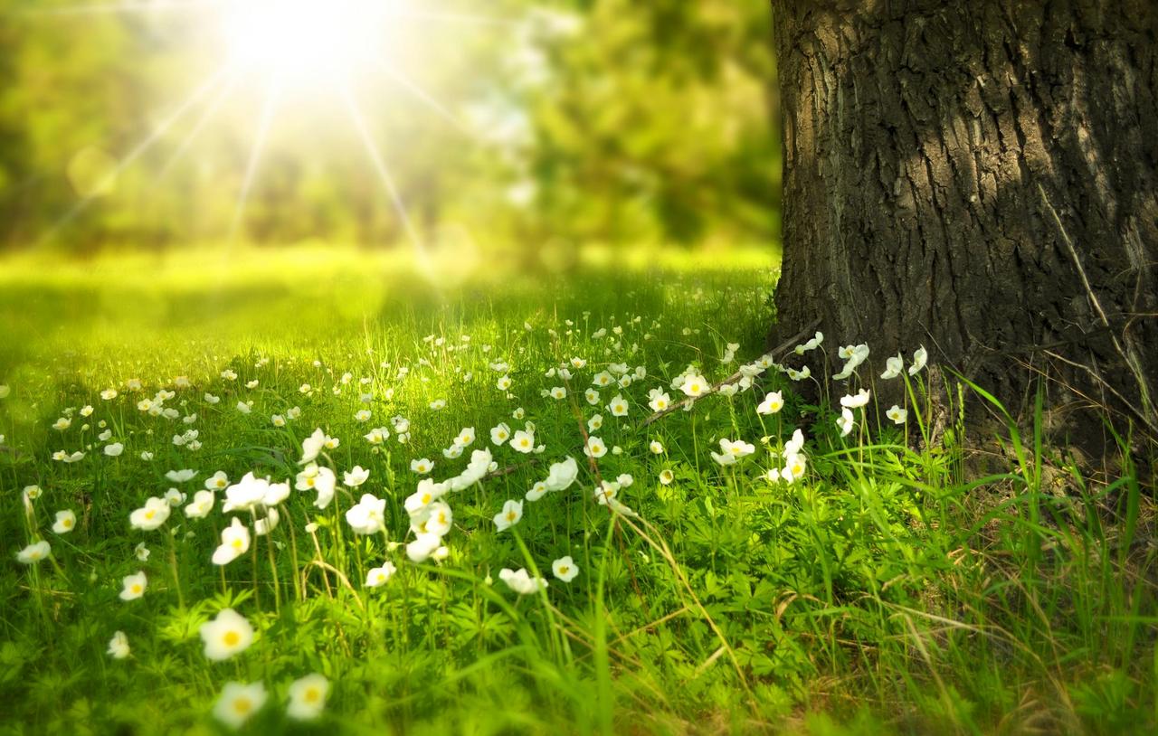 A serene meadow with sunlight illuminating wildflowers and lush grass.