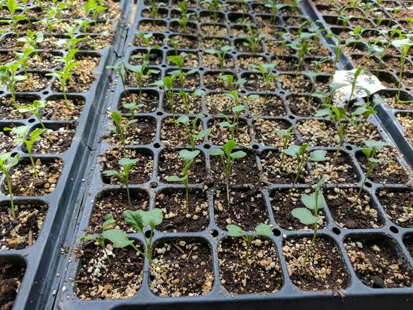 Seedlings
