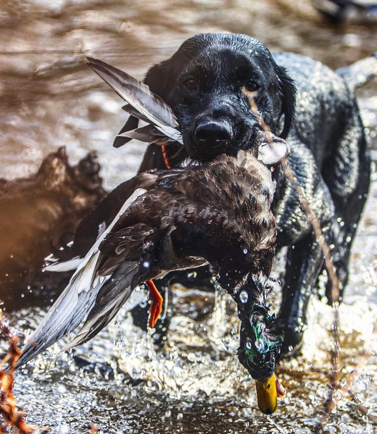 started hunting dogs for sale