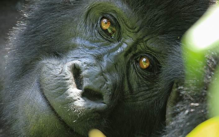 bwindi_impenetrable_national_park_060.jpg