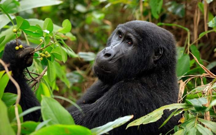 bwindi_impenetrable_national_park_063 - copy.jpg