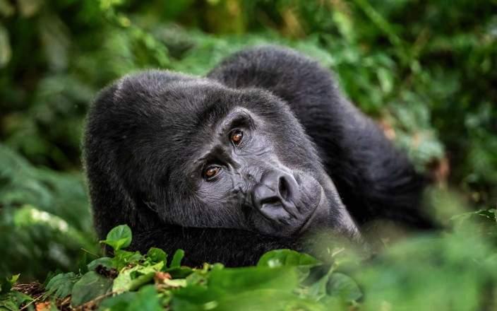bwindi_impenetrable_national_park_069.jpg
