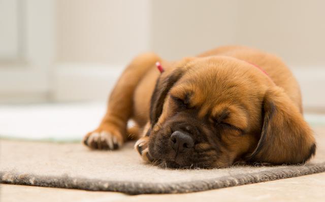 dog cute sleeping puppy