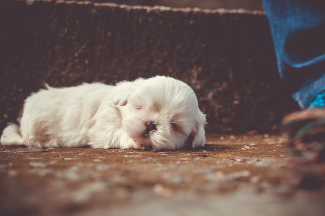 white little dog sleeping