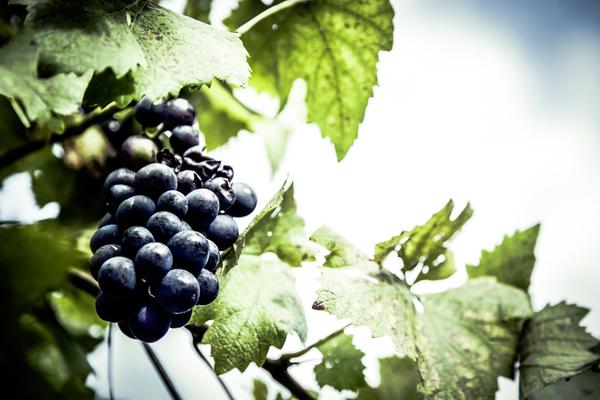 Grapes Vine