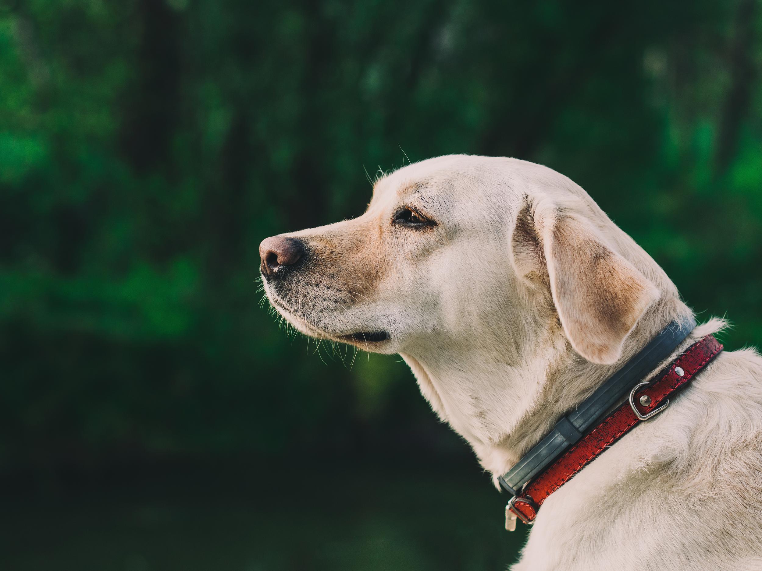 5b4089ac-13c3-11e7-852f-0242ac110019.nature-animal-dog-pet.jpg