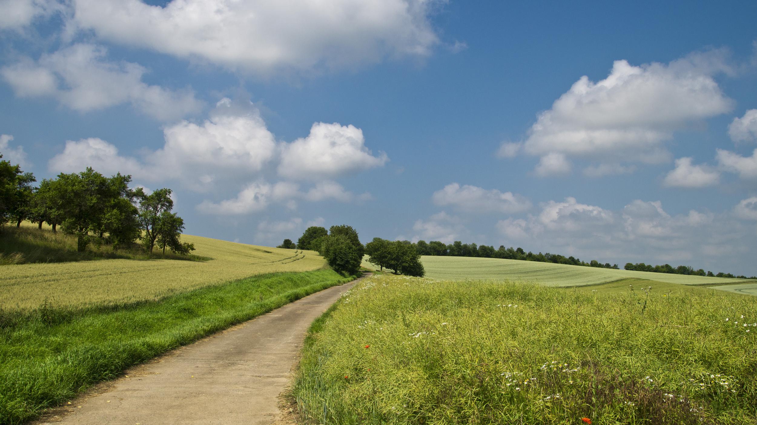 pathway in between of green grass field