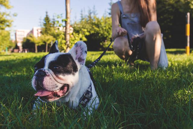 black and white french bulldog lying on green grass