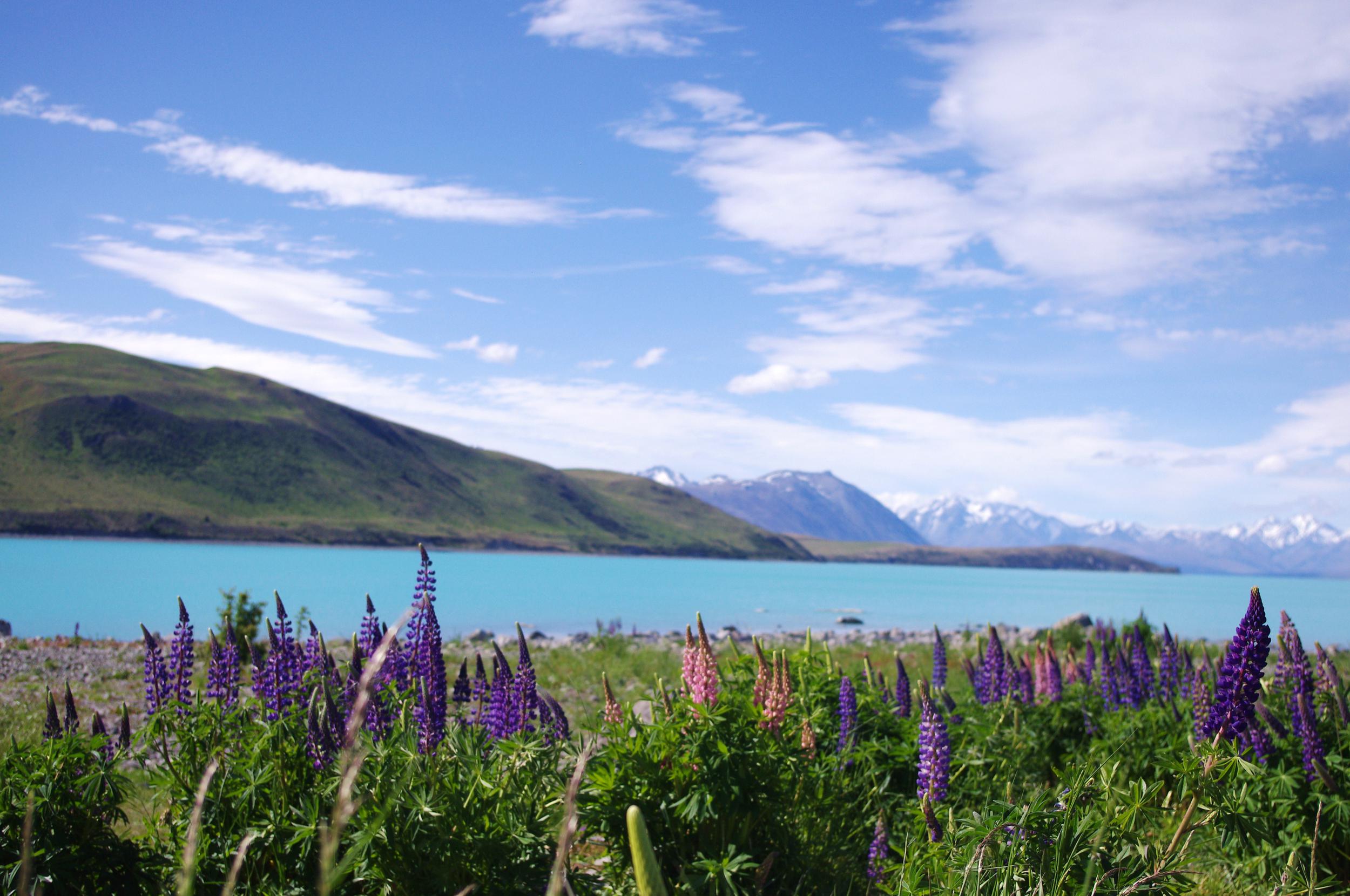 nature sky flowers blue
